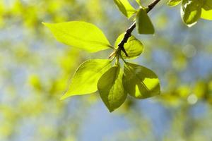 Lindenblätter, Frühling foto