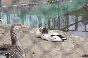 Tiere im Zoo foto