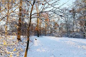 Bäume im Schnee foto