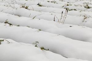 Landwirtschaftsfeld, Karotten foto