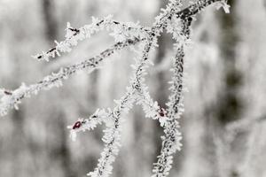 Frost in den Bäumen foto