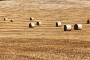 Landwirtschaft, nicht im Fokus foto