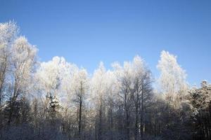 Rauhreif auf den Ästen der Bäume foto