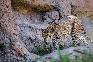 fuengirola, andalusien, spanien, 2017. leopard, der im bioparc umherstreift foto