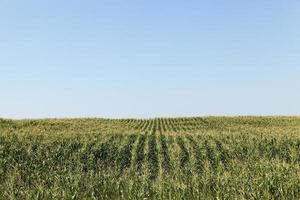 Maisfeld, blauer Himmel foto