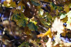 Blätter im Herbst, Nahaufnahme foto