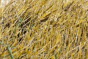 Landwirtschaft, nicht im Fokus foto