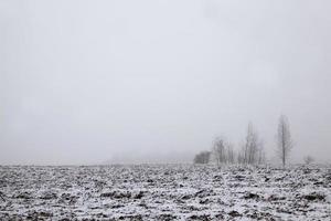 schneebedeckte Bäume im Winter foto