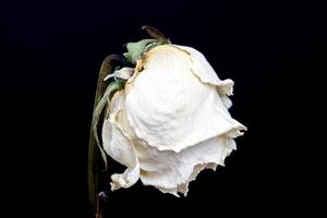 trockene weiße Rose foto
