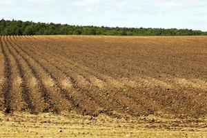 gepflügtes Land, Furchen foto