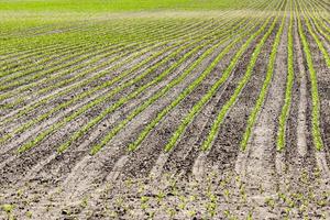 Feld mit Rote Bete foto