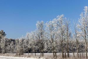 Kahler Baum im Winter foto