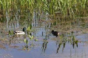 Paar Enten foto