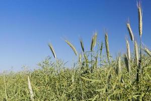 Feld mit Getreide foto