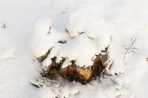 Brennholzhaufen im Frühlingsbirkenwald foto