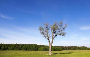 Landschaft mit einem Baum foto