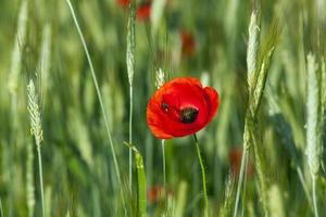 rote Mohnblumen. Sommer foto