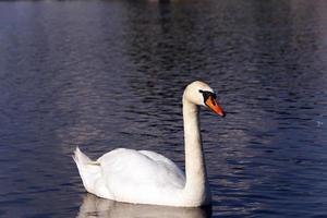 schmutziger Schwanensee foto