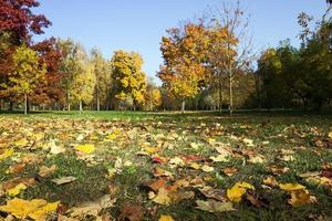 abgefallene Blätter von Bäumen im Park foto