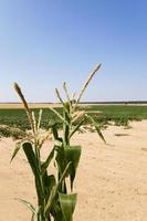 Maisfeld, Sommer foto