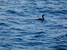 Seevogel, der auf einen Fang wartet, thront auf einem ruhigen, blauen Meer foto