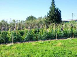 Gemüsegarten mit Stöcken, die die Sträucher der Tomatenpflanzen führen foto