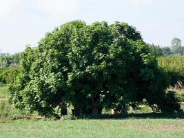 belaubter Baum auf einer grünen Wiese foto