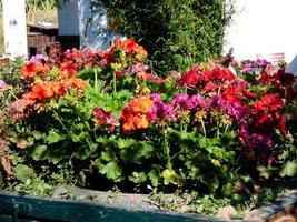 frühlingsfarbene blumenpflanzer in der mediterranen zone foto