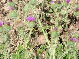 mediterrane blumen und pflanzen im frühsommer foto