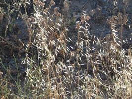 eingetrocknetes Gras durch Wassermangel, Brandgefahr foto