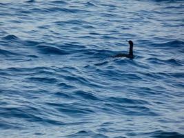 Seevogel, der auf einen Fang wartet, thront auf einem ruhigen, blauen Meer foto