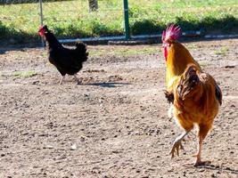halbfreilaufende, biologische und gesunde Hühner foto