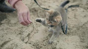 britisch kurzhaar getigerte katze im halsband zu fuß auf sand im freien - spielt mit der hand einer frau, nahaufnahme foto