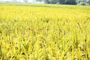 Anbau von Reis foto
