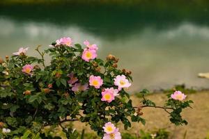 blühende Hagebutte Rosa Canina mit rosa Blüten und Knospen. foto