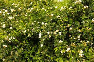 Blühende Wildrosensträucher mit weißen Blüten. selektiver Fokus. foto