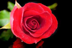 Rose rot Nahaufnahme