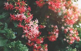 chinesische Geißblattblume. foto