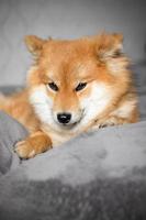 Der japanische Shiba-Inu-Hund liegt auf dem Bett und sieht aus. schöner roter Hund. foto