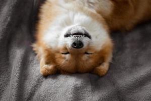 Der japanische Shiba-Inu-Hund liegt auf dem Bett und schläft lustig. foto