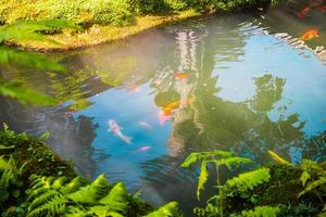 Bunte ausgefallene Karpfen Koi-Fische im Gartenteich foto