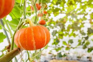 frische orangefarbene Kürbisse, die im Bio-Gewächshausgarten wachsen foto