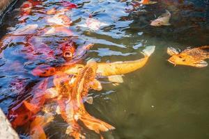 ausgefallene Karpfen-Koi-Fische im Teich foto