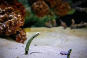 Röhrenaal im Aquariensand entdecken foto