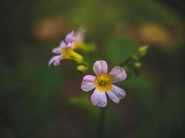 Blumen im Garten foto