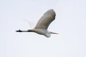 ein großer Reiher fliegt in den Himmel foto