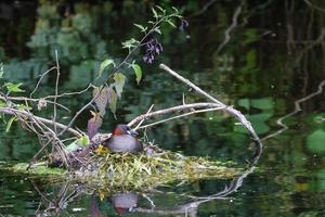 kleiner taucher tachybaptus ruficollis lagan river belfast nordirland uk foto