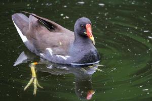 Teichhuhn Gallinula Chloropus Lagar Fluss Belfast Nordirland Vereinigtes Königreich foto