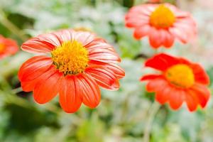 Nahaufnahme mexikanische Sonnenblume, foto