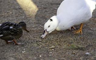 Wildenten in Freiheit foto